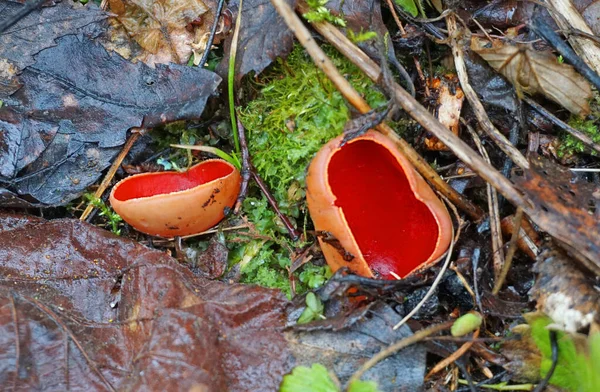 Hermosa Sarcoscypha Roja Los Bosques Europa Central Rusia —  Fotos de Stock
