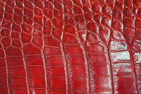 Textura Fondo Piel Roja Reptil Cocodrilo — Foto de Stock