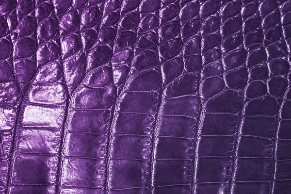 Textura Fondo Piel Reptil Cocodrilo Violeta — Foto de Stock