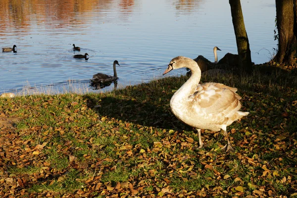 Junger Schwan mit rotbraunen Federn in Teichnähe — Stockfoto