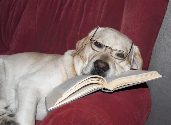Σκύλος με ένα βιβλίο ξαπλωμένη στον καναπέ — Φωτογραφία Αρχείου