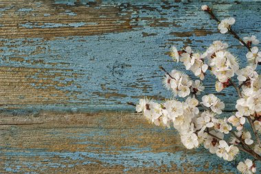 Tahta arka planda bahar çiçekleri dalları.