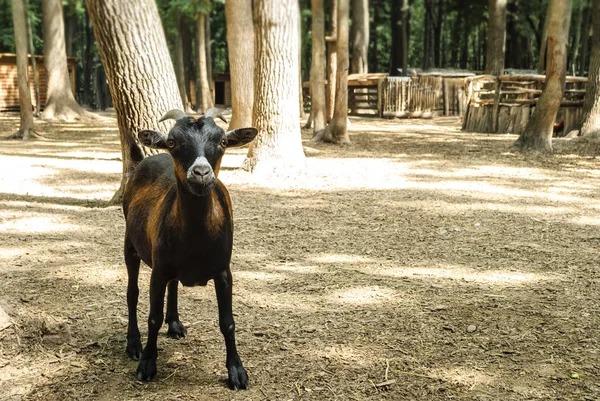 Cabra preta, animaltemas — Fotografia de Stock