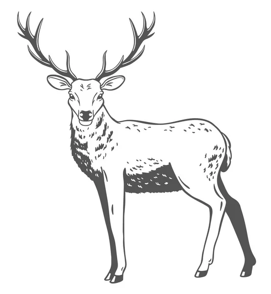Ilustración vectorial de un ciervo. — Vector de stock