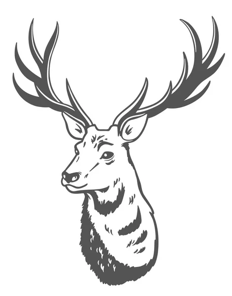 Vector illustration of a deer. — Stock Vector