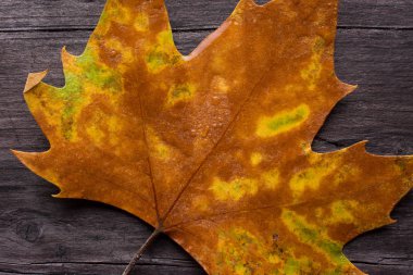 Tahta bankta ölü yaprak