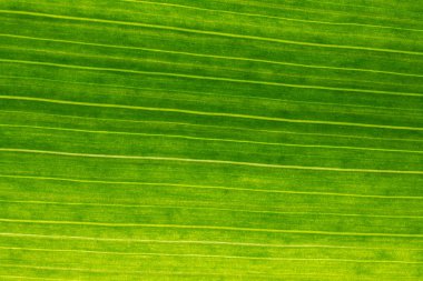 Arka planda soyut şekli, makro fotoğrafçılık. Bir l bir ayrıntı