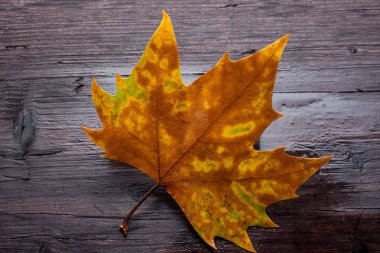Tahta bankta ölü yaprak