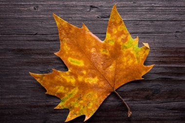 Tahta bankta ölü yaprak