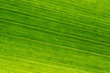 Arka planda soyut şekli, makro fotoğrafçılık. Bir l bir ayrıntı