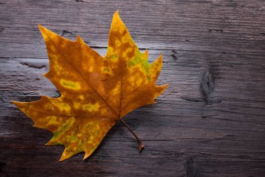 Tahta bankta ölü yaprak