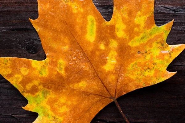 Tahta bankta ölü yaprak