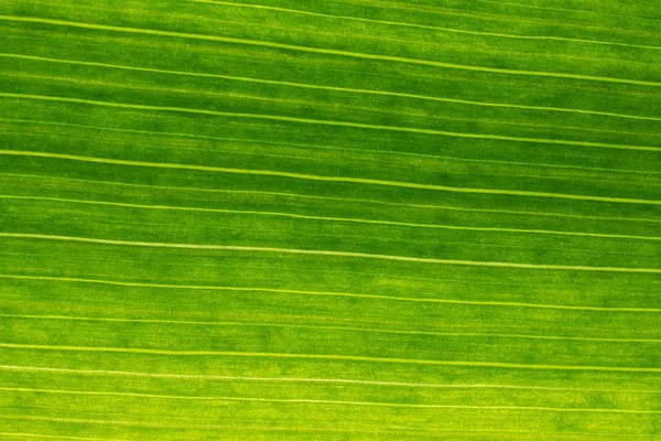 Arka planda soyut şekli, makro fotoğrafçılık. Bir l bir ayrıntı