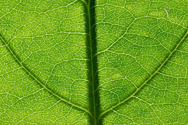 Antecedentes em forma abstrata, macrofotografia. Um detalhe de um l — Fotografia de Stock