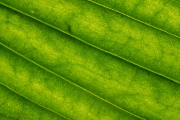 Fondo en forma abstracta, macrofotografía. Un detalle de una l —  Fotos de Stock