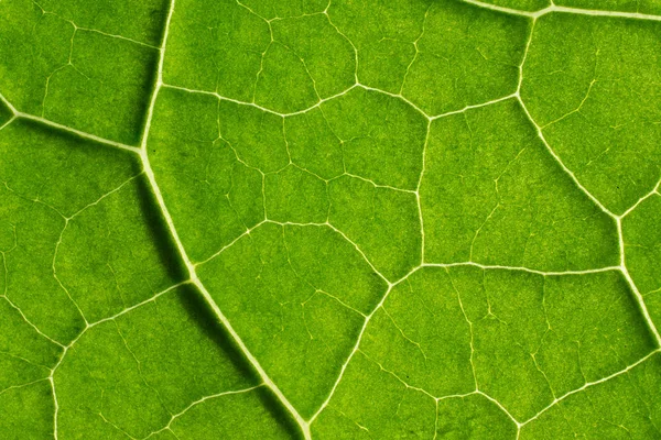 在抽象的形状，微距摄影的背景。L 一个细节 — 图库照片