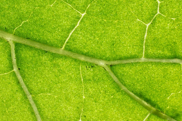 Achtergrond in abstracte vorm, macrofotografie. Een detail van een l — Stockfoto