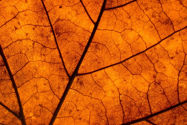 秋の枯れ葉のテクスチャ — ストック写真