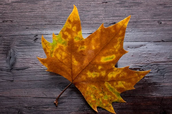 Tahta bankta ölü yaprak