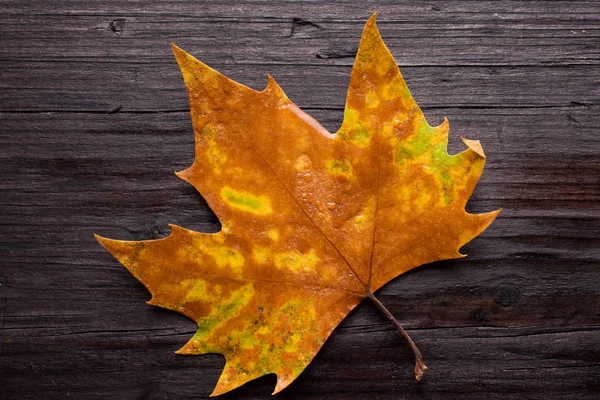 Tahta bankta ölü yaprak