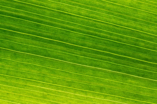 Arka planda soyut şekli, makro fotoğrafçılık. Bir l bir ayrıntı