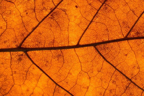 Texture di una foglia morta in autunno — Foto Stock