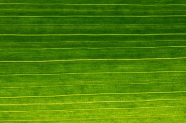 Arka planda soyut şekli, makro fotoğrafçılık. Bir l bir ayrıntı