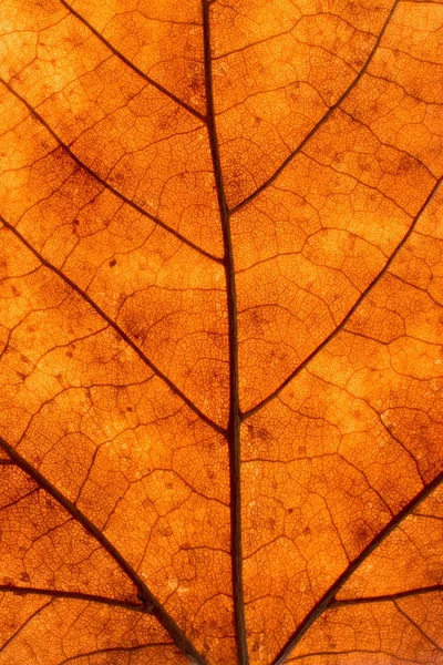 Textura de uma folha morta no outono — Fotografia de Stock