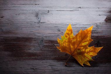 Tahta bankta ölü yaprak
