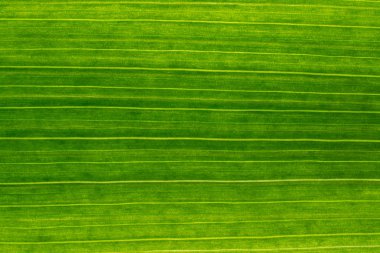 Arka planda soyut şekli, makro fotoğrafçılık. Bir l bir ayrıntı