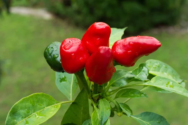 Färsk chili planta, på trädgården — Stockfoto