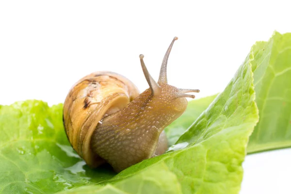 绿色沙拉叶，孤立在白色背景上的蜗牛 — 图库照片