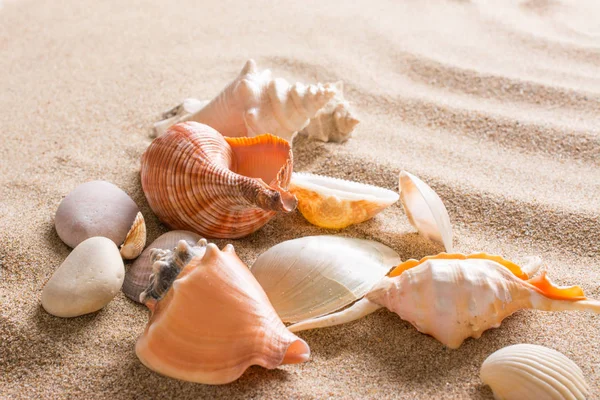 Η Seashell στην παραλία. Καλοκαιρινό φόντο με καυτή άμμο — Φωτογραφία Αρχείου