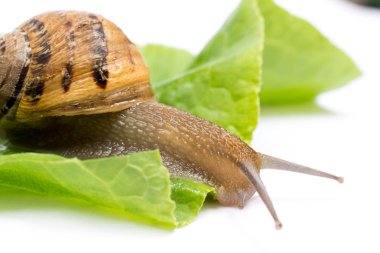 Salyangoz üzerinde yeşil salata yaprağı, beyaz arka planda izole