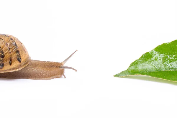 绿色叶子，孤立在白色背景上的蜗牛 — 图库照片