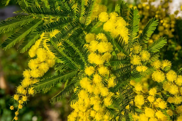 Mimosa květiny na stromě - jarní pozadí. 8. března, den žen — Stock fotografie