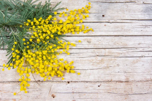 Mimosa květiny na dřevěném pozadí. 8. března, symbol dne žen — Stock fotografie