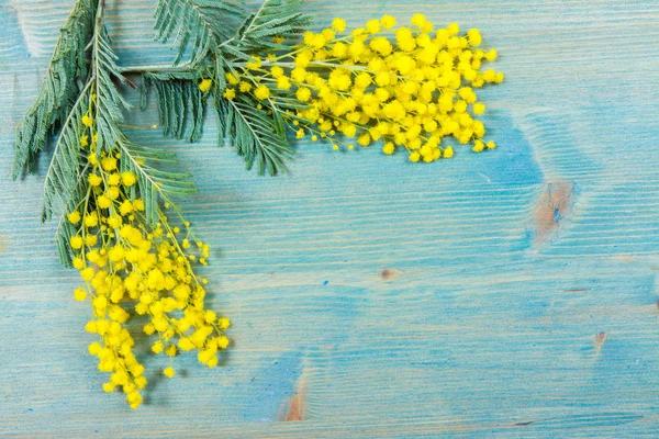 Mimosa květiny na modrém dřevěném pozadí. 8. března, ženský den Sym — Stock fotografie