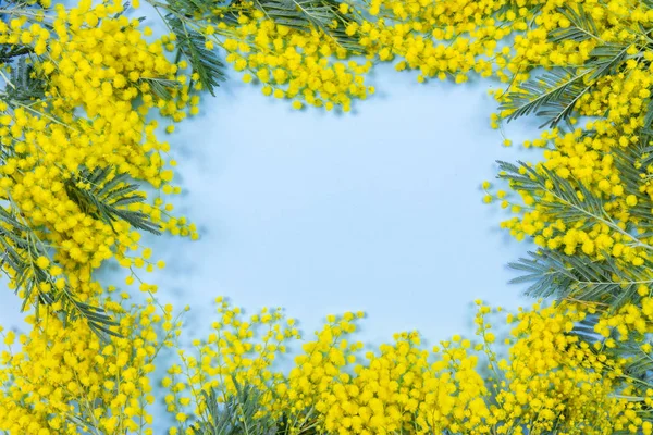 Mimosa flores no fundo azul. 8 marcha, símbolo do dia das mulheres e — Fotografia de Stock