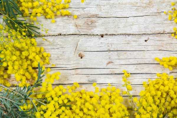 Mimosa květiny na dřevěném pozadí. 8. března, symbol dne žen — Stock fotografie