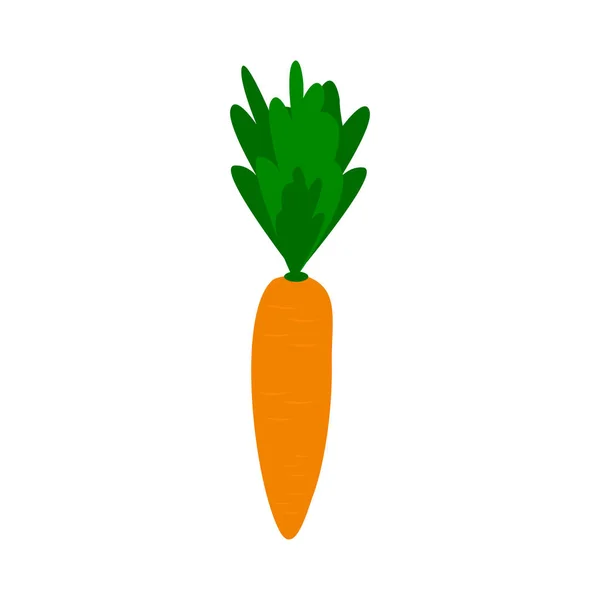 Свежая морковка . — стоковый вектор