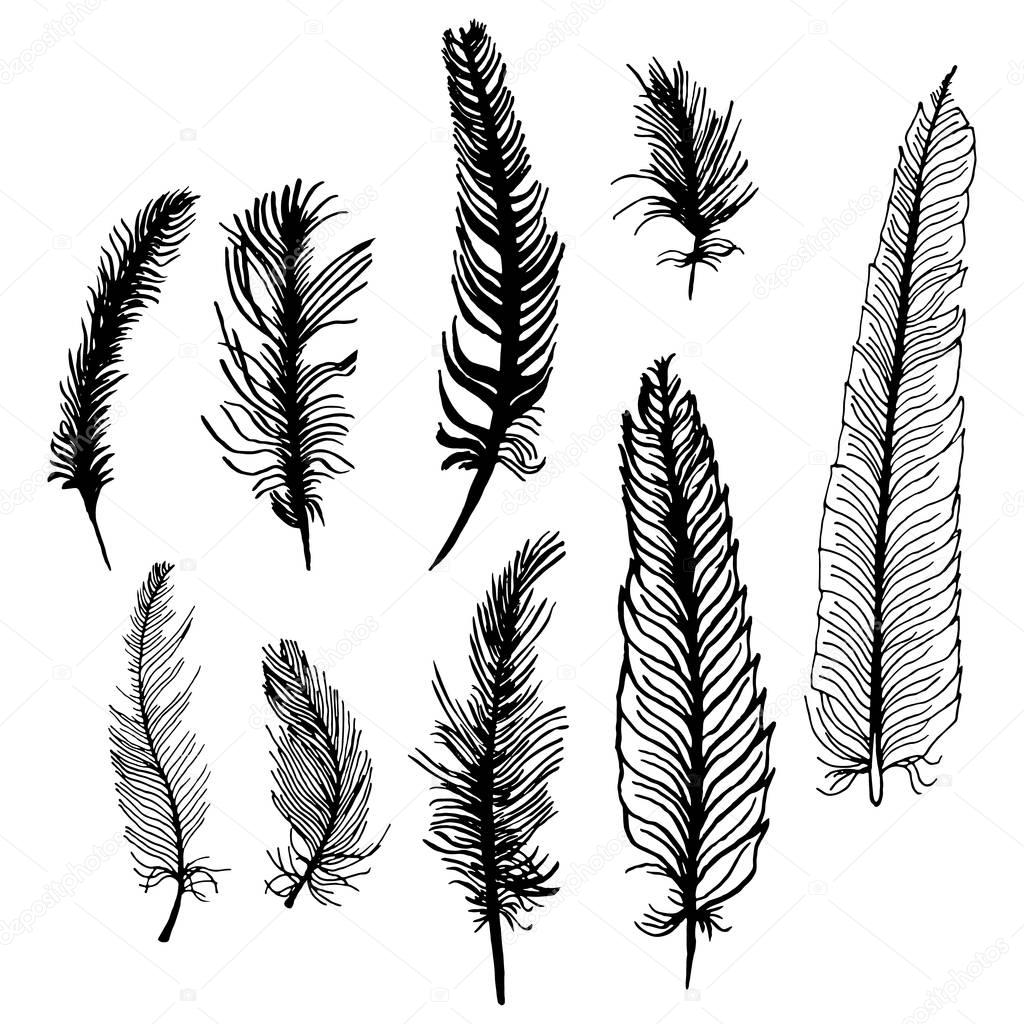 Set of hand drawn bird feathers isolated on white background.