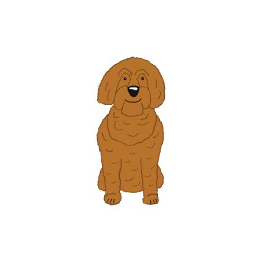 Labradoodle karikatür köpek simgesi