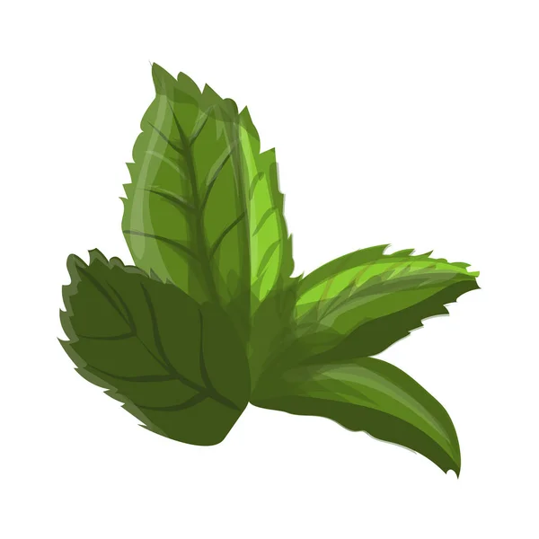Grünes Blatt einer Blume — Stockvektor