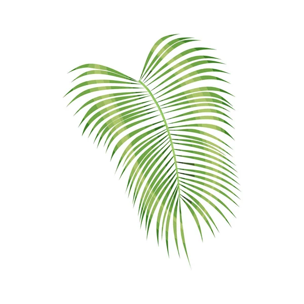 Tropisch palmblad — Stockvector