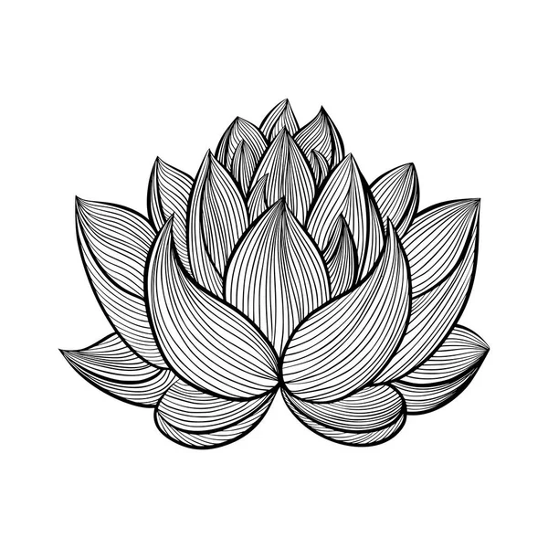 Flor de loto dibujado a mano . — Vector de stock