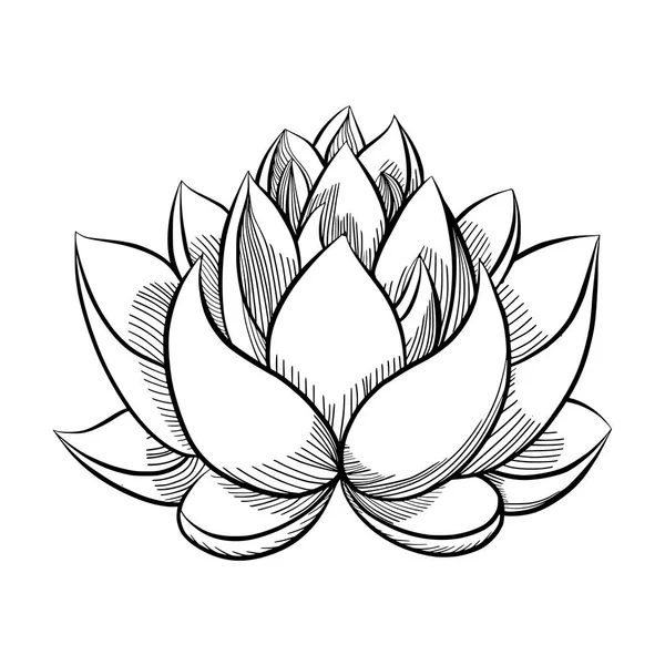 Lotus bloem bloeien. — Stockvector