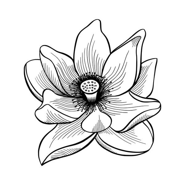 Flor de flor de loto . — Vector de stock