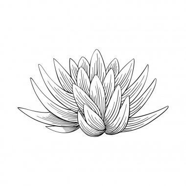 Lotus lily su