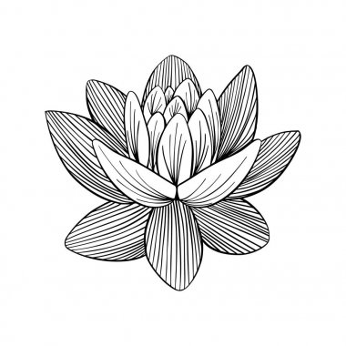 Lotus lily su